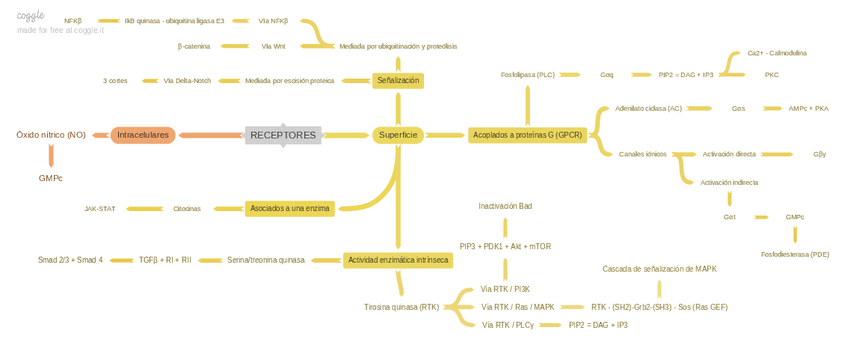 Miniatura del documento Tema-4-Esquema-Biologia-celular.pdf