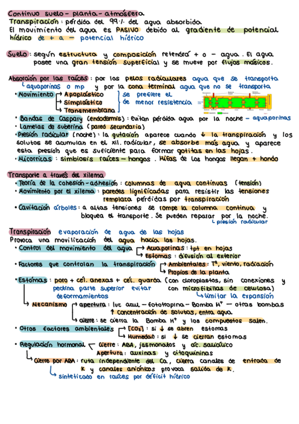 Miniatura del documento Tema-5-Absorcion-Y-Transporte-De-Agua.-Transpiracion.pdf