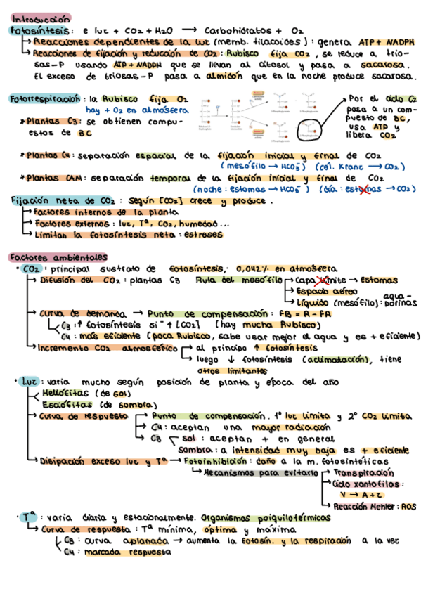 Miniatura del documento Tema-7-Fotosintesis.pdf