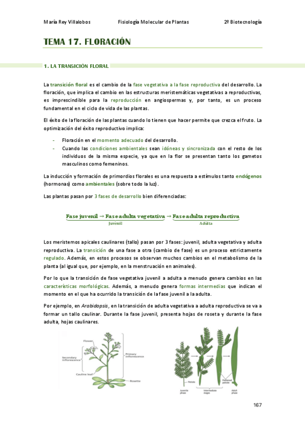 Miniatura del documento TEMA-17-FMP.pdf