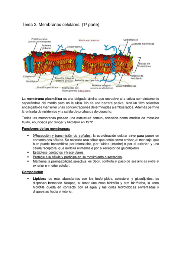 Miniatura del documento Tema 3. Membranas celulares 1.pdf