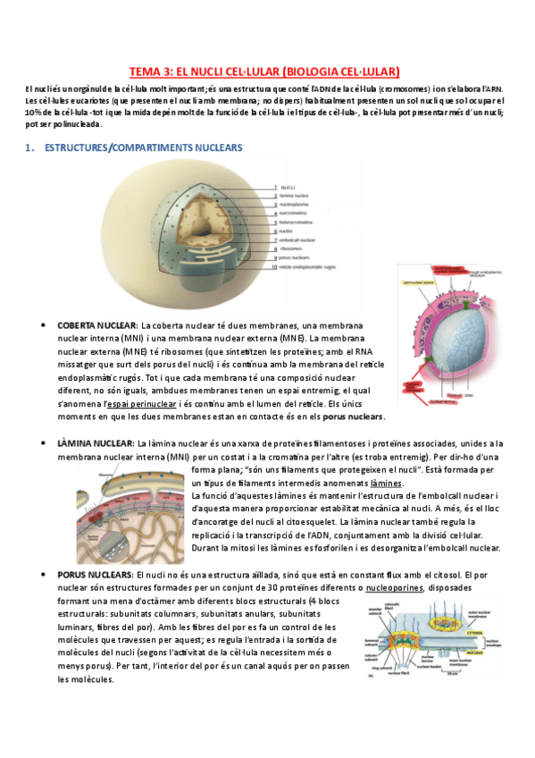 Miniatura del documento TEMA-3-EL-NUCLI-CELLULAR-BIOLOGIA-CELLULAR.pdf