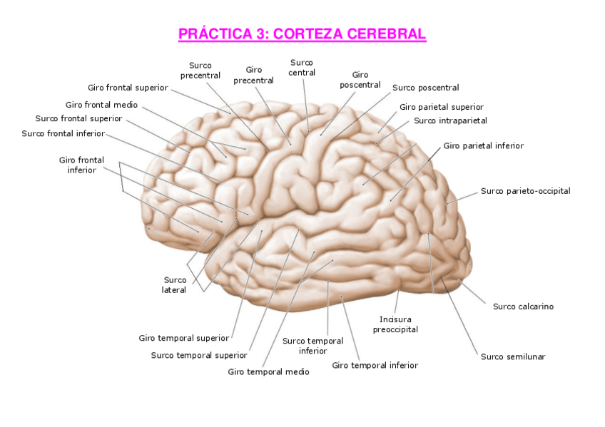 Miniatura del documento PRACTICA-3.-CORTEZA-CEREBRAL.pdf