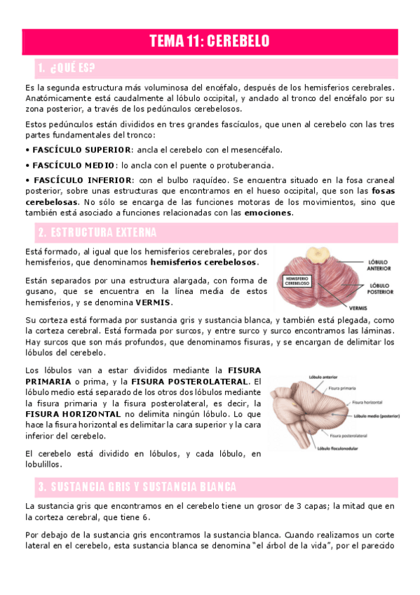 Miniatura del documento TEMA-11.-Cerebelo.pdf
