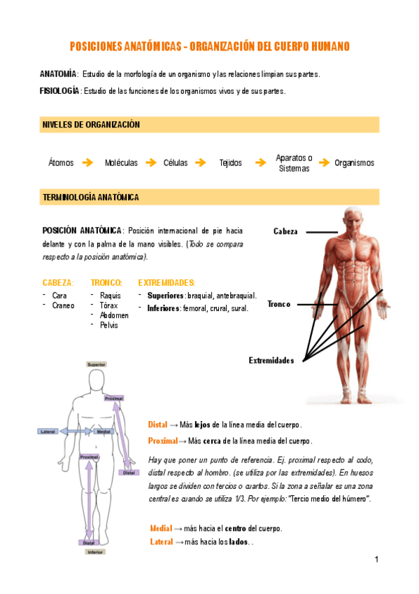 Miniatura del documento T.1-INTRODUCCION.pdf