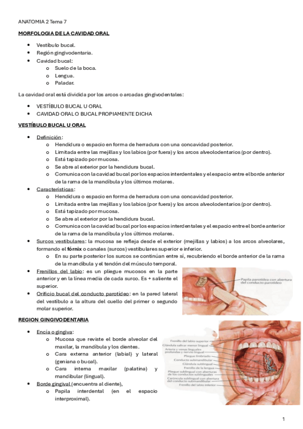 Miniatura del documento ANATOMIA-2-Tema-7.pdf