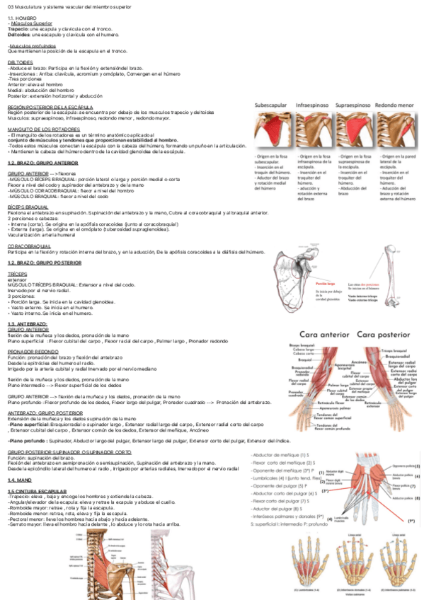 Miniatura del documento T3-Anatomia.pdf