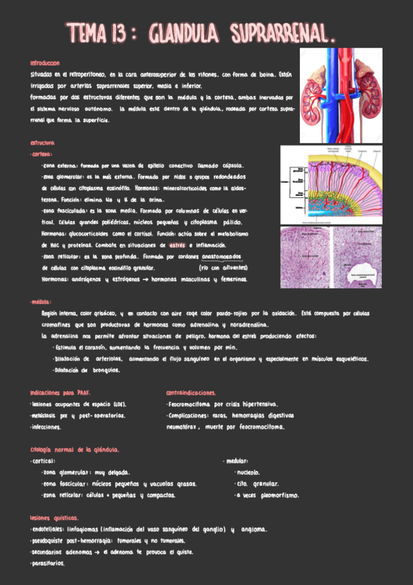 Miniatura del documento U13.-Glandula-Suprarrenal.pdf