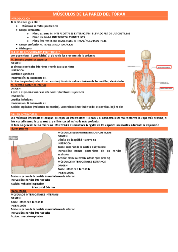 Miniatura del documento MUSCULOS-DE-LA-PARED-DEL-TORAX.pdf