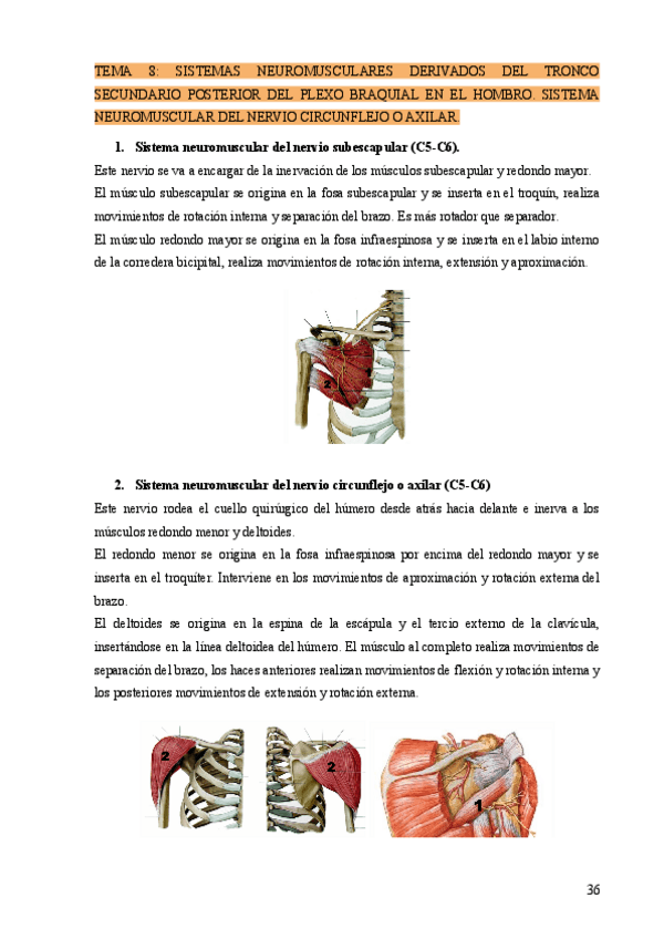 Miniatura del documento TEMA-8-SISTEMAS-NEUROMUSCULARES-DERIVADOS-DEL-TRONCO-SECUNDARIO-POSTERIOR-DEL-PLEXO-BRAQUIAL-EN-EL-HOMBRO.-SISTEMA-NEUROMUSCULAR-DEL-NERVIO-CIRCUNFLEJO-O-AXILAR..pdf