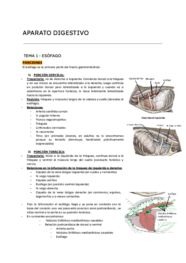 Miniatura del documento Apuntes-ap.digestivo-tema-1-esofago.pdf