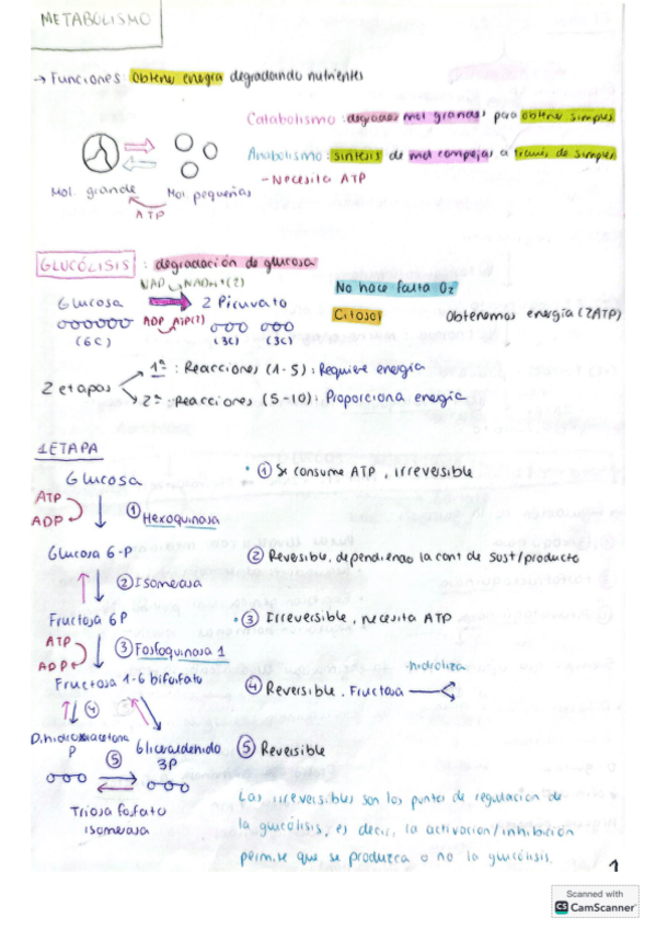 Miniatura del documento Apuntes-bioquimica-metabolismo.pdf
