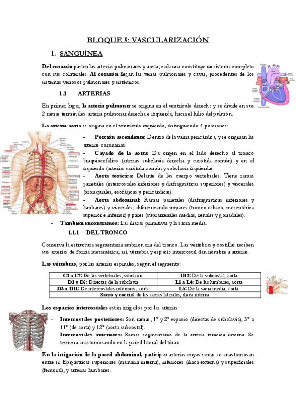 Miniatura del documento BLOQUE-5-ANATOMIA-HUMANA.pdf