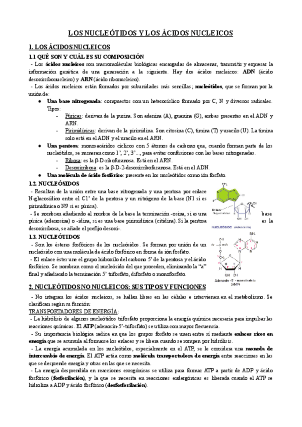 Miniatura del documento 1.6.-Los-nucleotidos-y-los-acidos-nucleicos.pdf