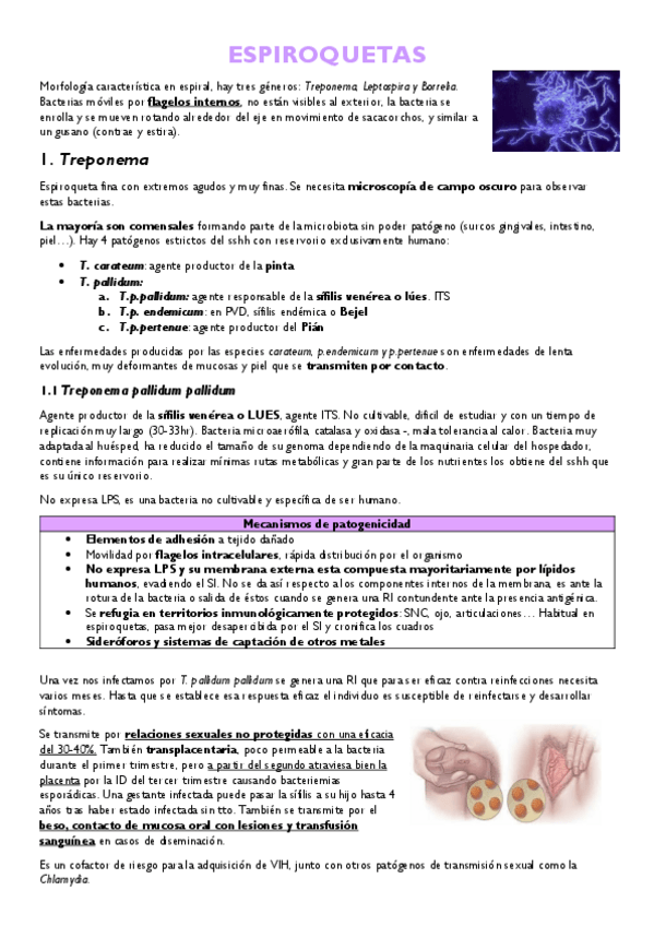 Miniatura del documento ESPIROQUETAS.pdf