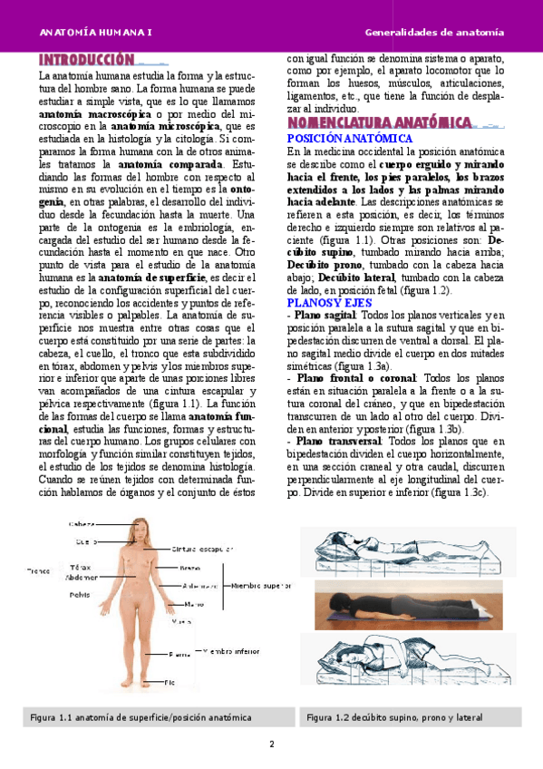 Miniatura del documento Anatomía tema 1.pdf