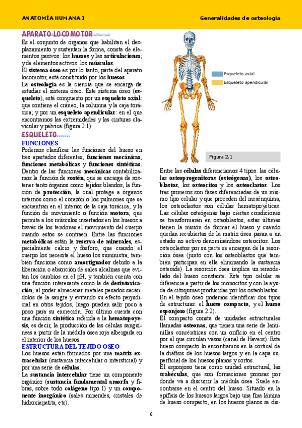 Miniatura del documento Anatomia tema 2.pdf