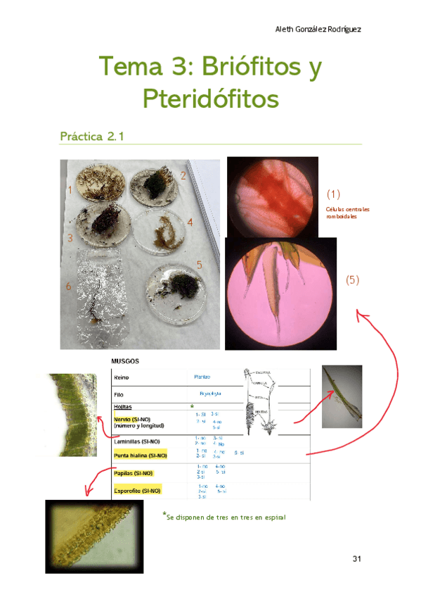 Miniatura del documento tema3botanicaaleth.pdf