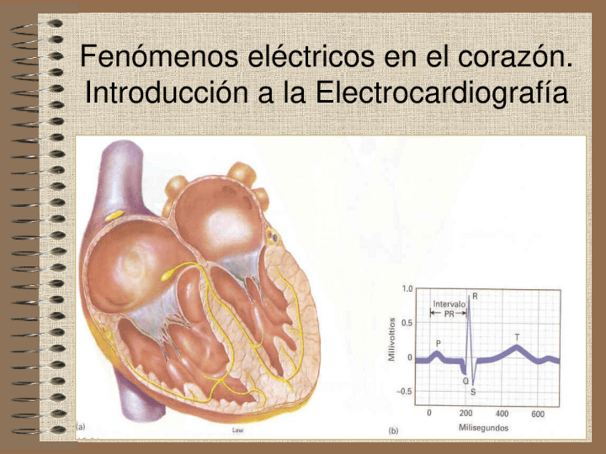 Miniatura del documento introduccion-EKG.pdf