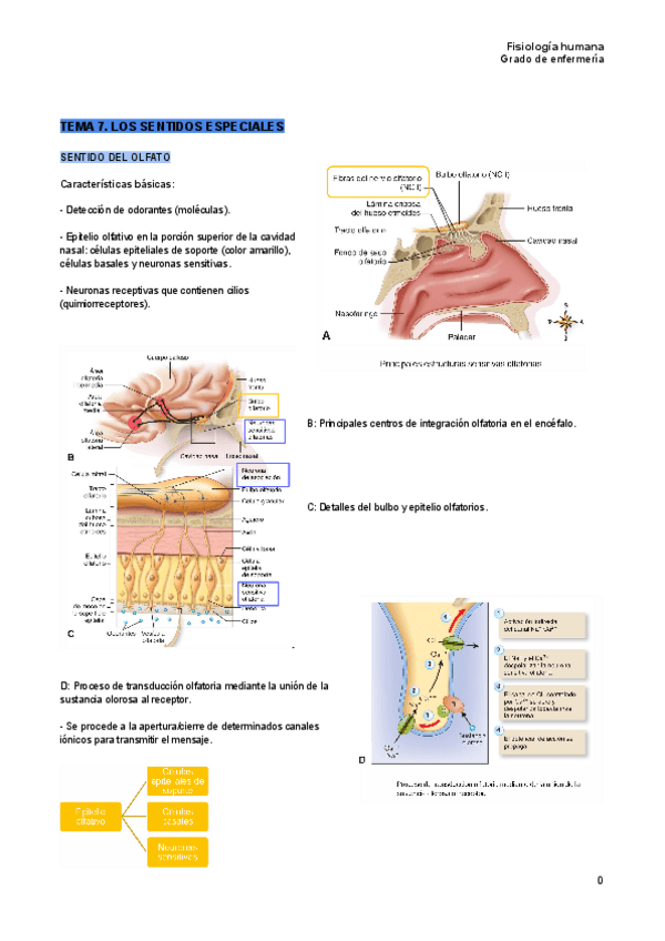 Miniatura del documento Tema-7-fisiologia-humana.pdf