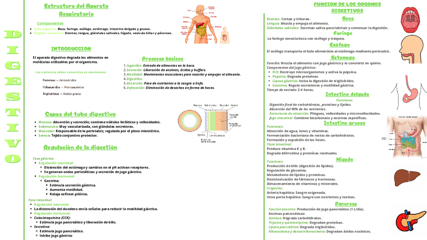 Miniatura del documento ESQUEMA-DIGESTIVO.pdf