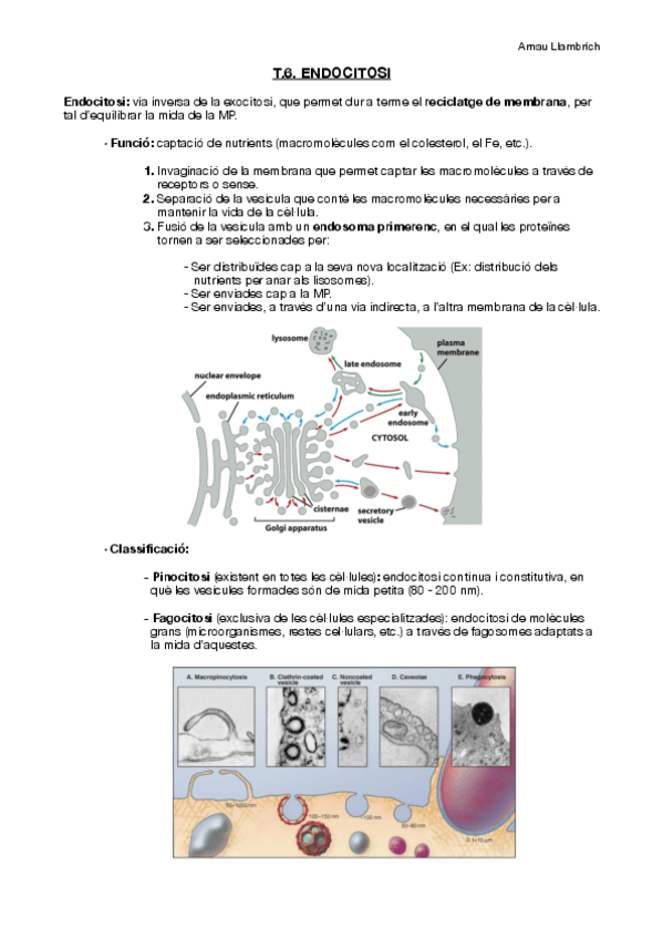 Miniatura del documento Apunts Biologia Cel·lular (T.6).pdf