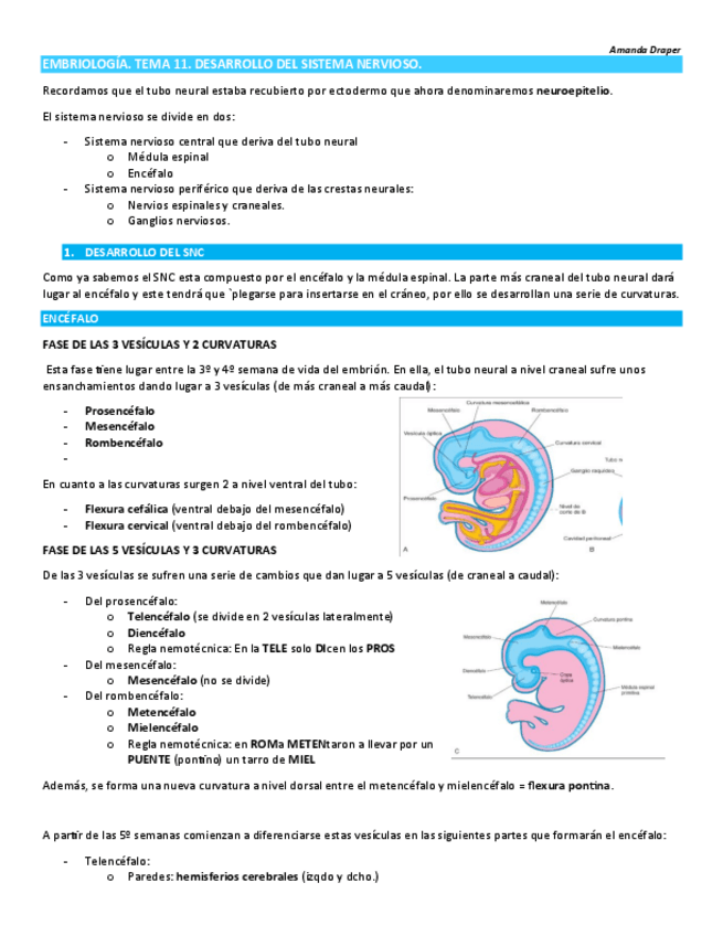 Miniatura del documento TEMA-11.-DESARROLLO-DEL-SISTEMA-NERVIOSO.pdf