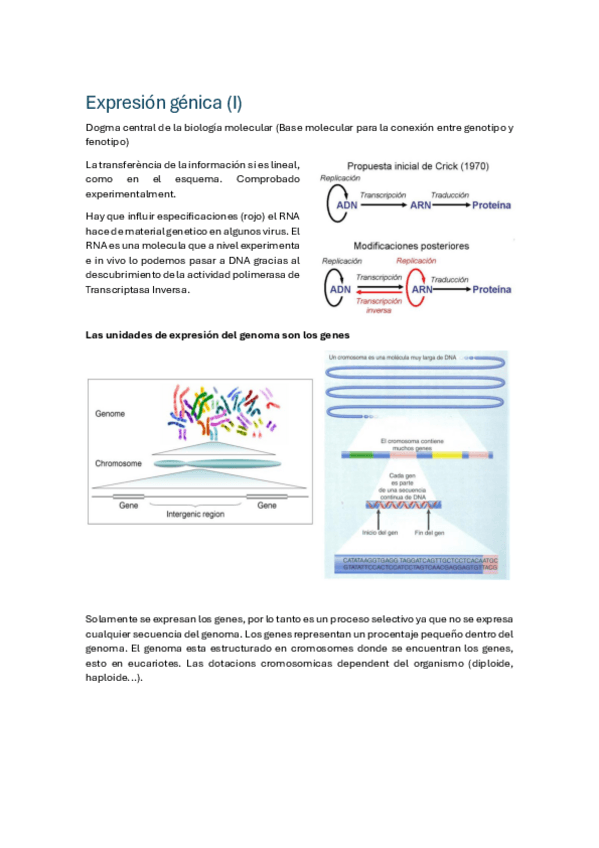 Miniatura del documento 2ParcialGeneticaMolecular.pdf