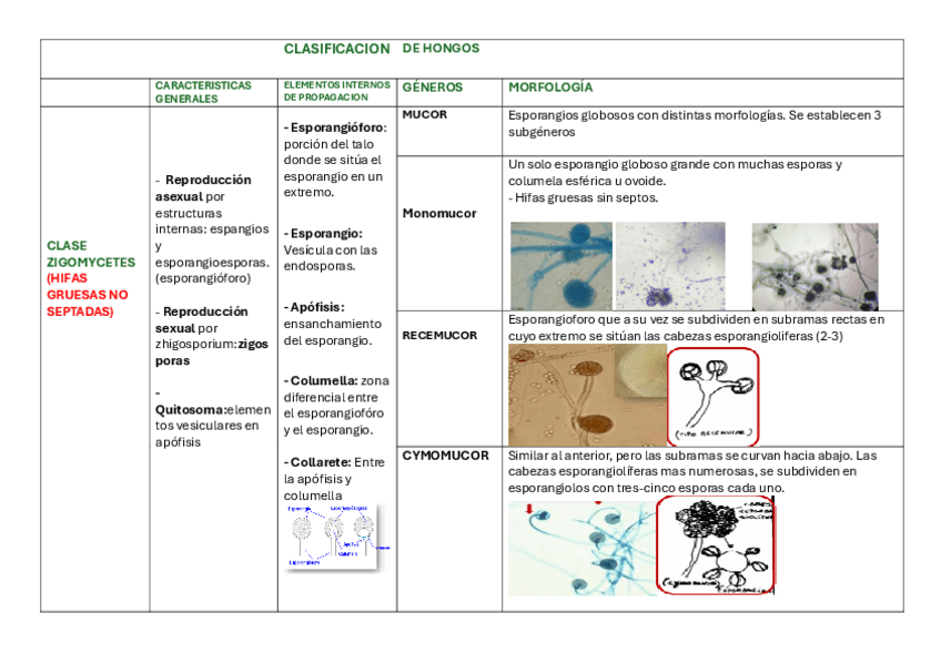 Miniatura del documento TABLA-DE-HONGOS.pdf