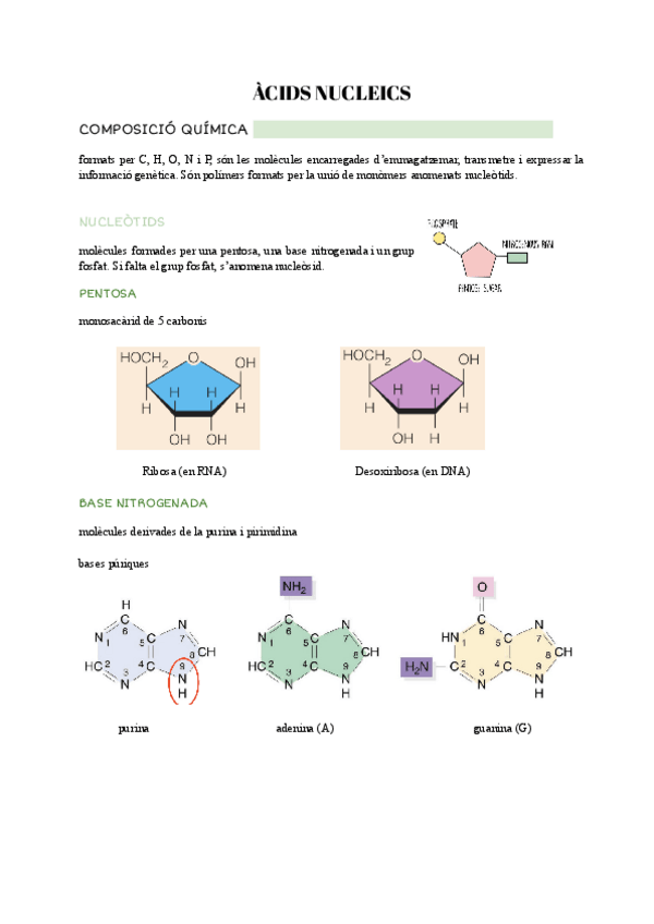 Miniatura del documento Acidos-nucleicos.pdf.pdf