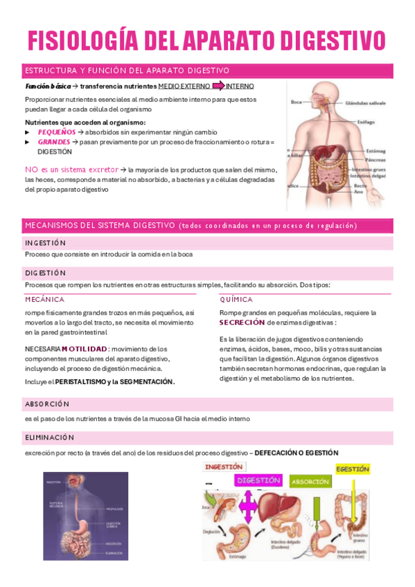 Miniatura del documento FISIOLOGÍA-DEL-APARATO-DIGESTIVO.pdf