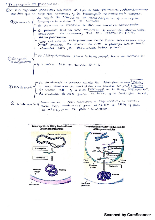 Miniatura del documento Transcripcion en procariotas.pdf