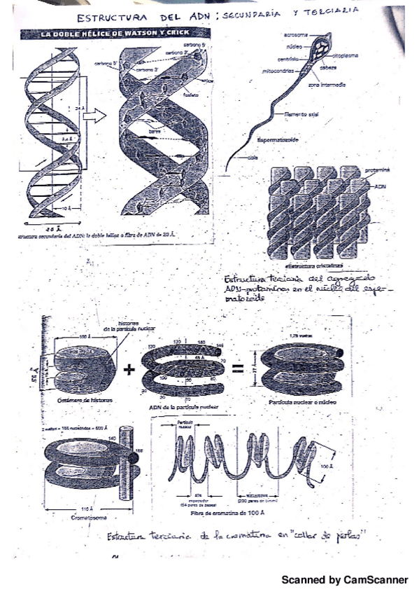 Miniatura del documento Estructura ADN.pdf