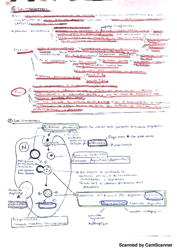 Miniatura del documento Ribosoma + lisosoma.pdf