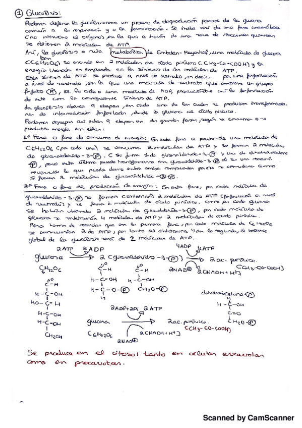 Miniatura del documento Glucolisis.pdf
