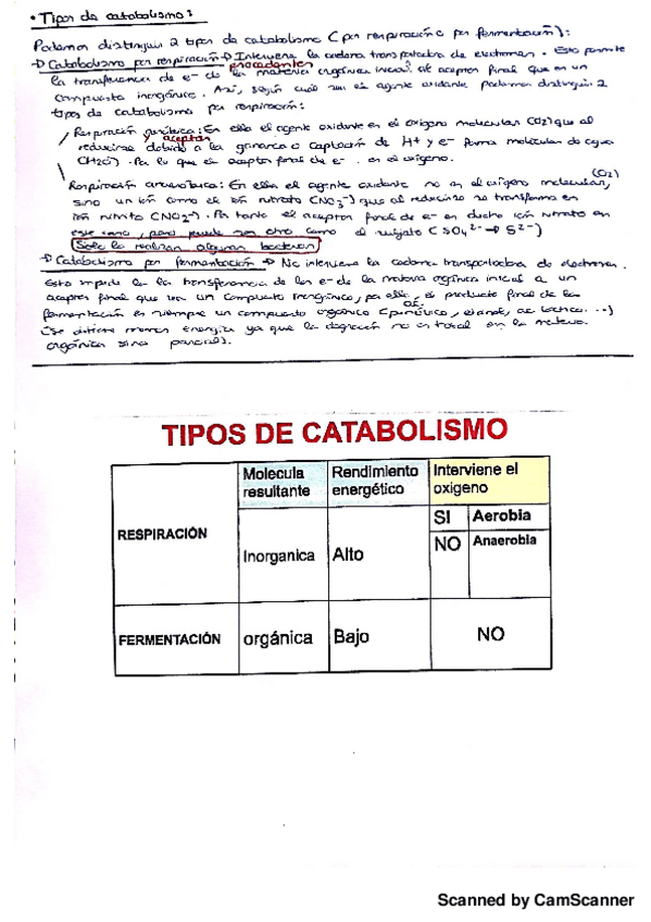 Miniatura del documento Tipos de catabolismo.pdf