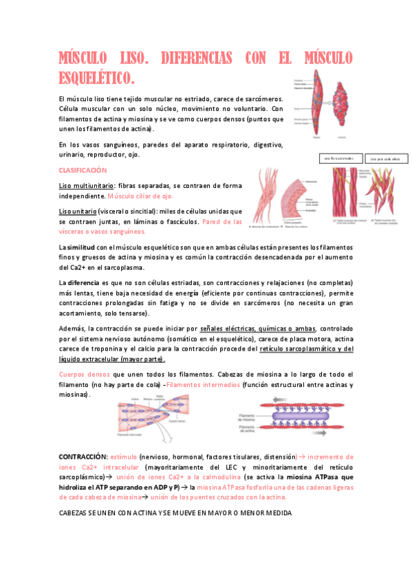 Miniatura del documento MUSCULO-LISO.pdf