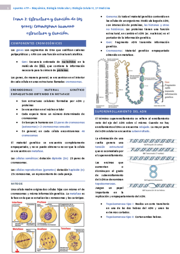 Miniatura del documento tema-7-bioquimica-II.pdf