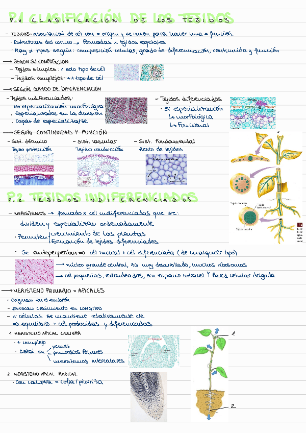 Miniatura del documento T2-LOS-TEJIDOS-VEGETALES.pdf