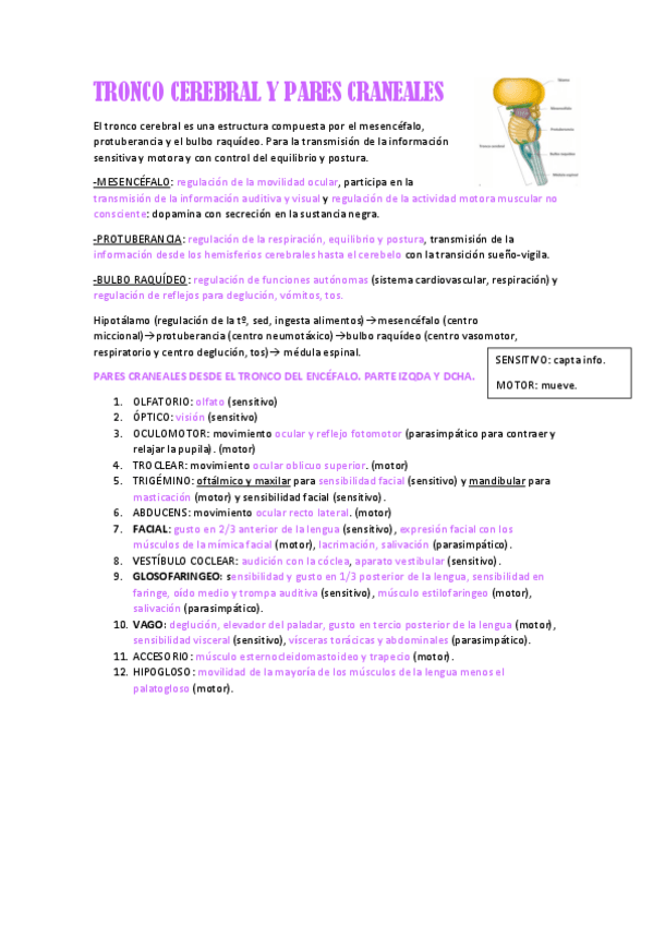 Miniatura del documento TRONCO-CEREBRAL-Y-PARES-CRANEALES.pdf