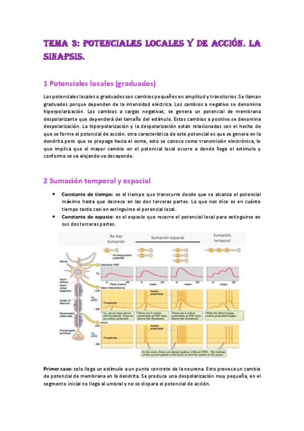 Miniatura del documento FISIOLOGIA-TEMA-3.-POTENCIALES-LOCALES-Y-DE-ACCION.-LA-SINAPSIS..pdf