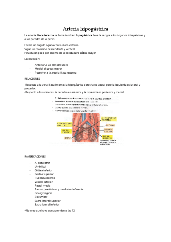 Miniatura del documento Sistema-arteria-hipogastrica-e-inervacion-pelvis.pdf