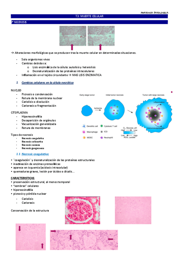 Miniatura del documento tema-5.pdf