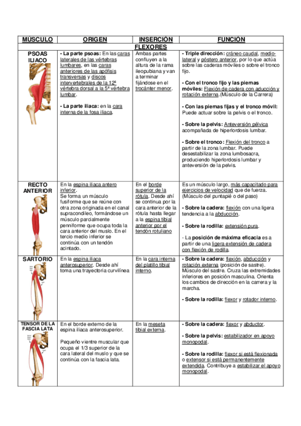 Miniatura del documento MÚSCULOS ARTICULACIÓN COXOFEMORAL.pdf
