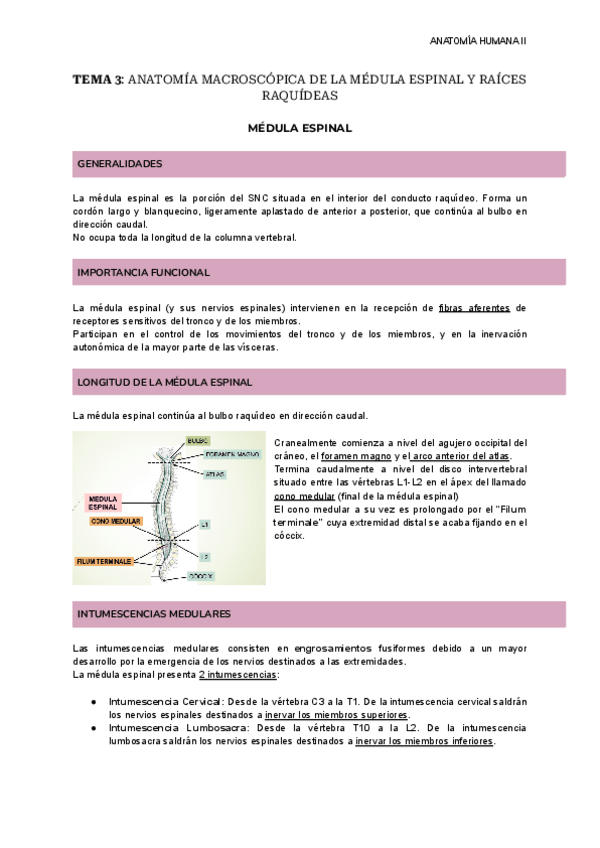 Miniatura del documento TEMA-3-ANATOMIA-MACROSCOPICA-DE-LA-MEDULA-ESPINAL-Y-RAICES-RAQUIDEAS.pdf