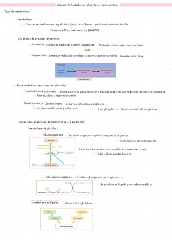 Miniatura del documento APUNTES-BIOLOGIA-SEGUNDO-DE-BACHILLERATO-UNIDAD-12-ANABOLISMO.pdf