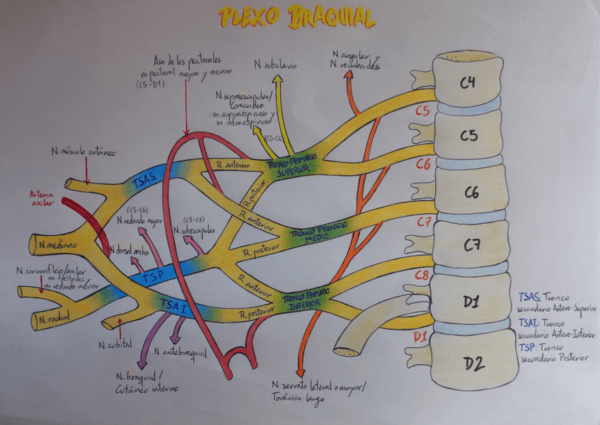 Miniatura del documento Plexo-braquial.pdf