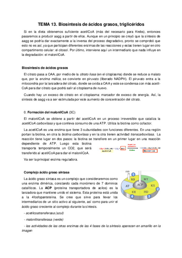 Miniatura del documento Tema 11. Biosíntesis de ácidos grasos- triglicéridos.pdf