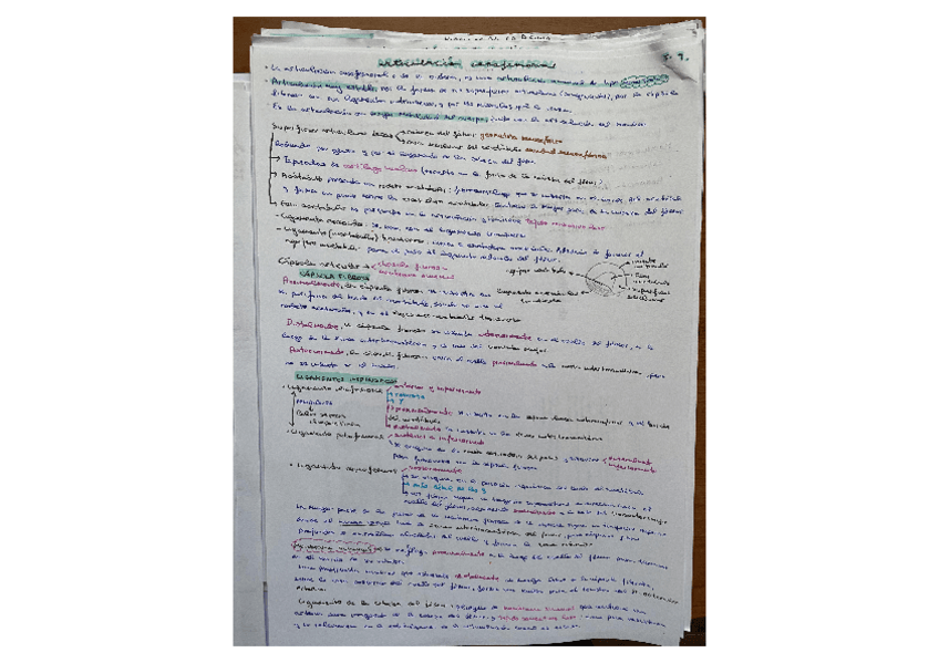 Miniatura del documento APUNTES-ANATOMIA-II.pdf