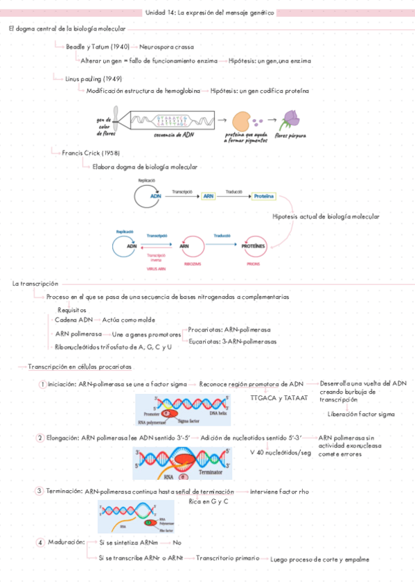 Miniatura del documento APUNTES-BIOLOGIA-SEGUNDO-DE-BACHILLERATO-UNIDAD-14-LA-EXPRESION-DEL-MENSAJE-GENETICO.pdf